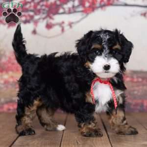 Charlotte, Mini Bernedoodle Puppy